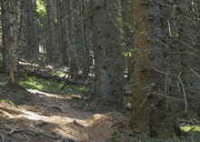 a man riding a bike on a trail in the woods wearing a shirt that has the letter j on it