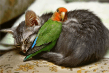 a kitten and a parrot are sleeping together on a carpet