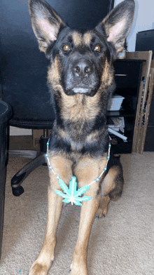 a german shepherd wearing a blue necklace with a marijuana leaf on it