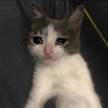 a gray and white cat with a sad look on its face is looking at the camera .