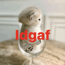 a kitten is sitting in a wine glass with the word idgaf on the bottom .