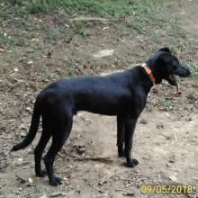 a black dog with a red collar is standing in the dirt on 09/05/2018