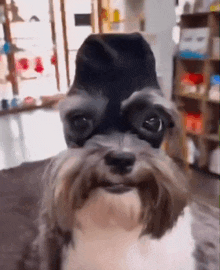 a small dog is wearing a black hat on its head .