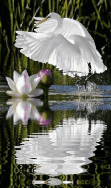 a white bird is standing in a pond with a pink flower