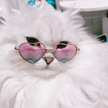 a fluffy white cat wearing a pair of pink heart shaped sunglasses