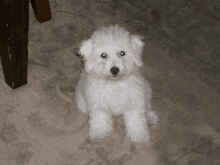 a small white dog is sitting on a carpet and looking at the camera