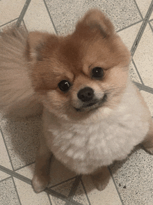 a small brown and white dog is sitting on a tiled floor