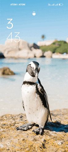 a phone screen shows a penguin standing on a rock near the water