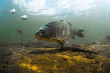 a large fish is swimming in the water near the bottom