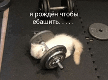 a kitten is laying on top of a dumbbell on a gym floor .