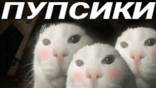 three white cats are standing next to each other with the words " пупсики " in the background