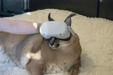 a cat wearing an oculus virtual reality headset on its head