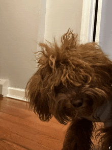 a close up of a dog 's hair on a wood floor