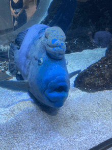 a blue fish with a white bump on its head looks at the camera