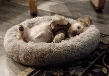 a small dog wearing a red harness is laying in a dog bed