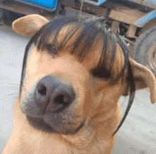 a close up of a dog wearing a fake wig .