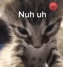 a close up of a cat with a red angry face and the words `` nuh uh '' written on it .