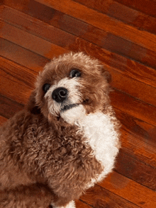 a brown and white dog is looking up at the camera