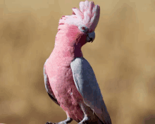 a pink and grey parrot with a red eye