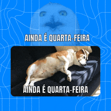 a dog laying on a couch with the words ainda e quarta-feira on the bottom