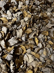 a pile of brown leaves on the ground in autumn