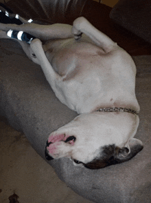 a white dog is laying on its back on a grey blanket