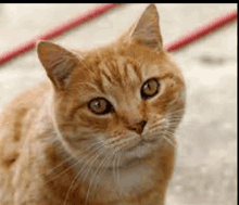 a close up of a cat looking at the camera with a white background .