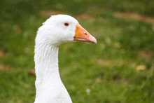 a white goose with an orange beak stands in a grassy field