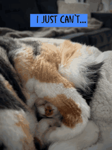 a calico cat is sleeping under a blanket with a blue sign above it that says i just can 't ...