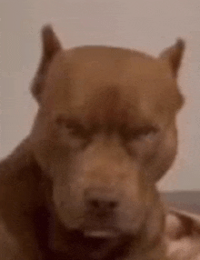 a close up of a brown dog laying down on a bed .