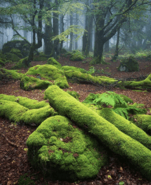 a forest filled with lots of moss covered rocks