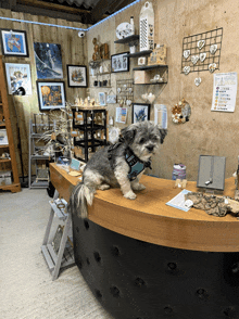 a small dog is sitting on a counter in a shop