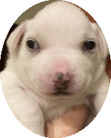 a person is holding a white puppy with a pink nose