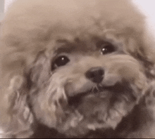 a close up of a poodle looking at the camera with a big smile on its face .