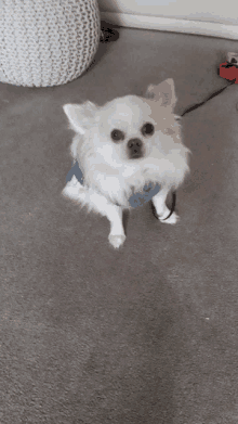 a small white dog wearing a blue shirt and a leash