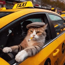 a cat wearing a hat is smoking a cigarette while sitting in a taxi .