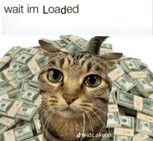 a cat is sitting in front of a pile of money and a caption that says wait im loaded