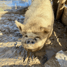 a pig is standing in a muddy area with a fence in the background