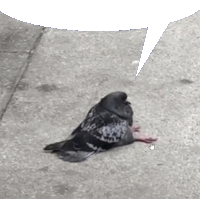 a pigeon laying on a sidewalk with a speech bubble above it