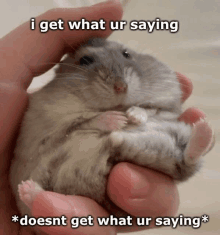 a hamster is being held in someone 's hand with the caption i get what ur saying