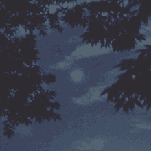 a crescent moon is visible through the trees at night