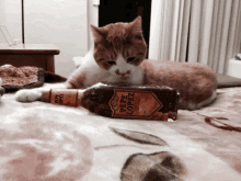 a cat is laying next to a bottle of pepe lopez tequila