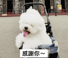 a white dog is sitting in a stroller with chinese writing on the bottom