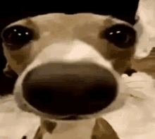 a close up of a dog 's nose with a very large nose .