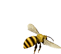 a yellow and black bee with white wings is flying