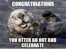 an otter is laying on its back in the water with the caption congratulations you otter go out and celebrate .