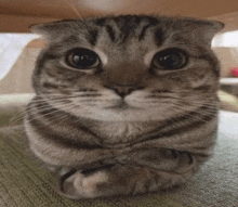 a cat with its arms crossed is looking at the camera