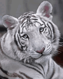 a white tiger cub with blue eyes is looking at the camera .