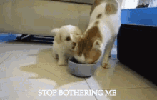 a cat and a puppy are eating from a bowl with the words " stop bothering me " on the bottom