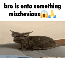 a picture of a cat with a caption that says bro is onto something mishevious